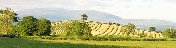 Cairnsmore High summer